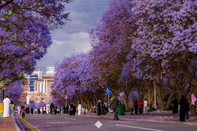 Discover Abha: 3-Day Misty Mountains & Cultural Group Adventure
